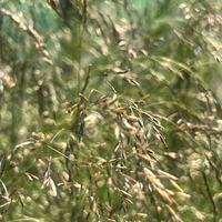 Deschampsia cespitosa 'Pixie Fountain'